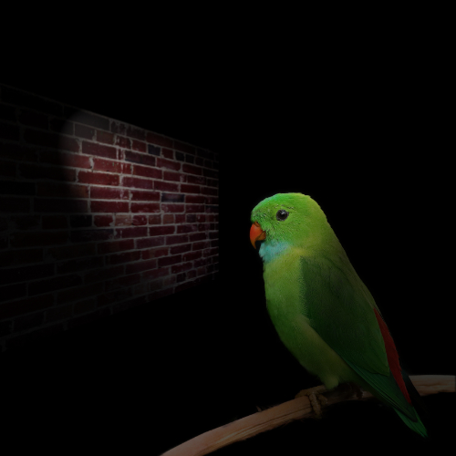A bird in the dark